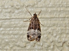 Scoparia minusculalis