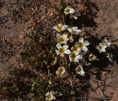 Oxalis annae