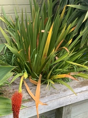 Xeronema callistemon