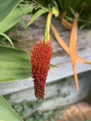 Xeronema callistemon