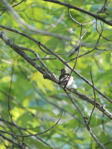 Ruby-throated Hummingbird photographed in Maine