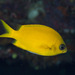 Yellow Chromis - Photo (c) Mark Rosenstein, some rights reserved (CC BY-NC), uploaded by Mark Rosenstein