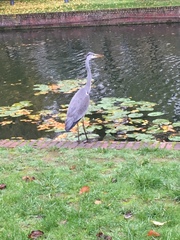Ardea cinerea