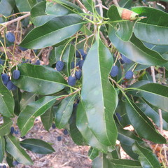Chionanthus ramiflorus