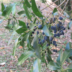Chionanthus ramiflorus