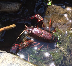 Procambarus clarkii
