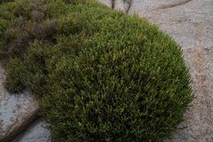 Salicornia littorea