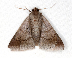 Dysgonia constricta