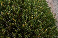 Salicornia littorea