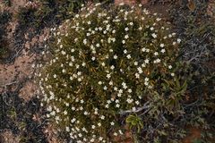 Spergularia bocconei