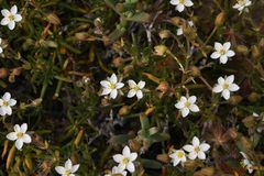 Spergularia bocconei