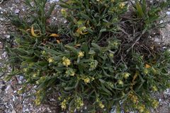 Tetragonia pillansii