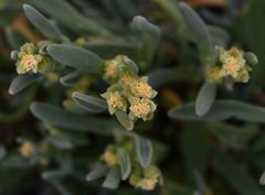 Tetragonia pillansii