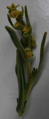 Tetragonia pillansii