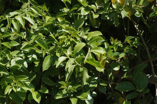 Barbados gooseberry