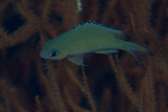 Azurina lepidolepis