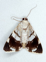 Grammodes ocellata