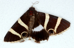 Grammodes ocellata