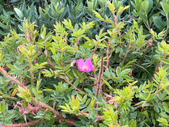 Rosa nitida, photograph (c) Jason Alexander, some rights reserved (CC BY)