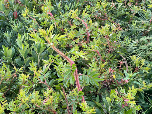 Rosa nitida, photograph 5