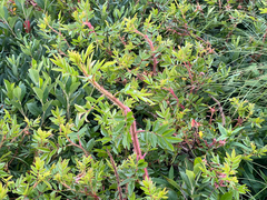Rosa nitida, photograph (c) Jason Alexander, some rights reserved (CC BY)
