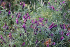 Vicia eriocarpa