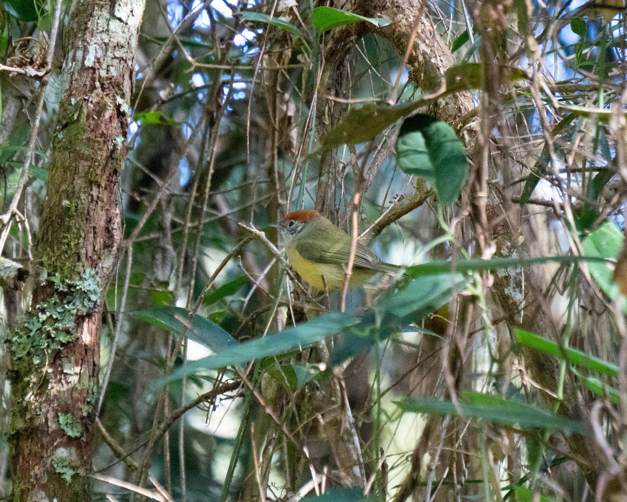 Rufous-crowned Greenlet illustration