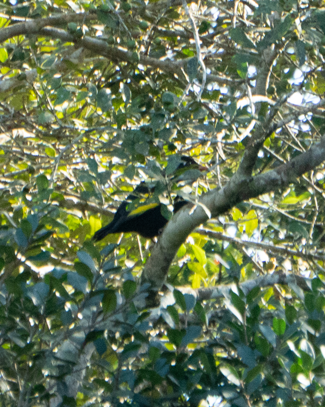 Black-and-gold Cotinga (Lipaugus ater), photo 8
