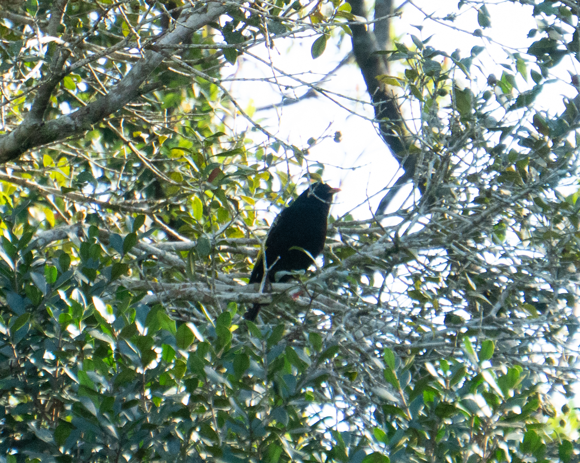 Black-and-gold Cotinga (Lipaugus ater), photo 9