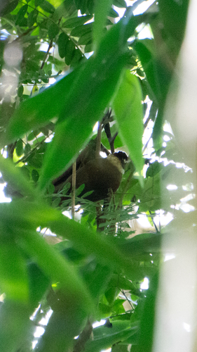 White-collared Foliage-gleaner (Anabazenops fuscus), photo 10