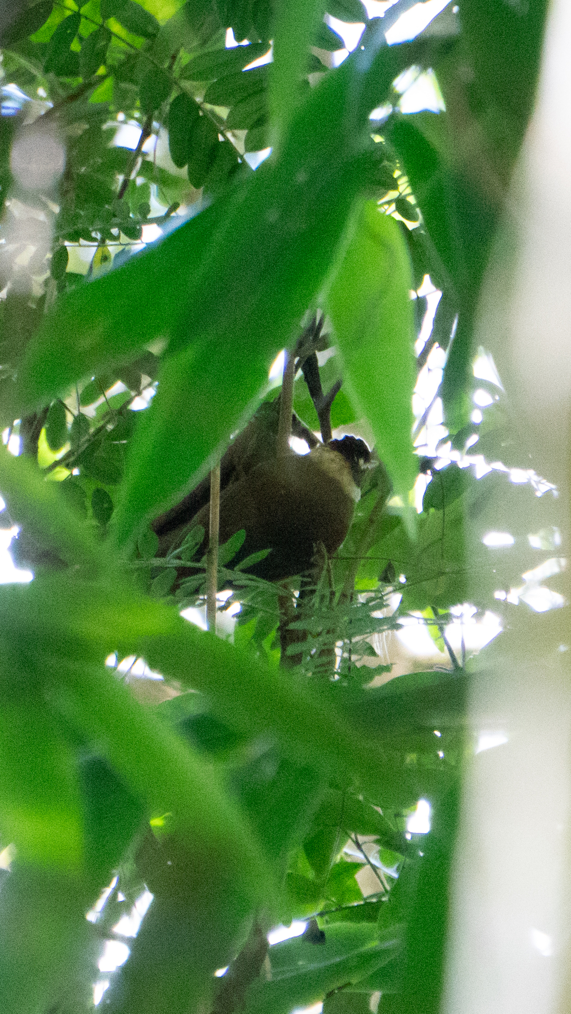 White-collared Foliage-gleaner (Anabazenops fuscus), photo 8