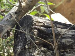 Sceloporus utiformis