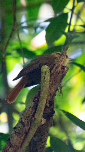 Priemsnavelboomjager (Heliobletus contaminatus)