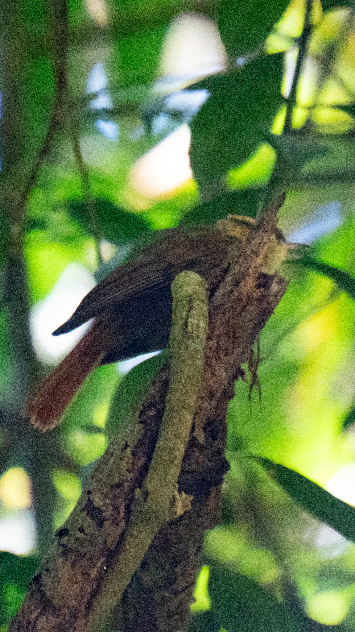 Sharp-billed Treehunter illustration