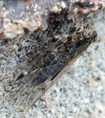 Melanoliarus aridus