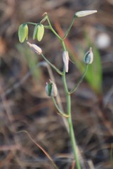 Albuca juncifolia