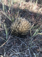 Tachyglossus aculeatus multiaculeatus