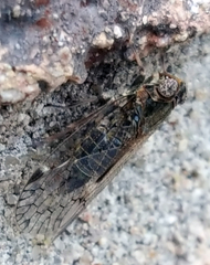 Melanoliarus aridus