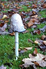 Coprinus comatus