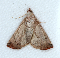 Mataeomera mesotaenia