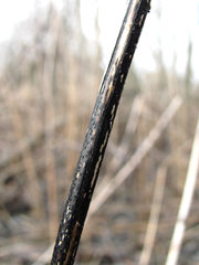Aporhytisma urticae