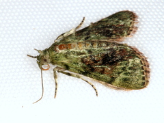 Stericta bryomima