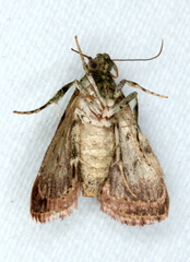 Stericta bryomima