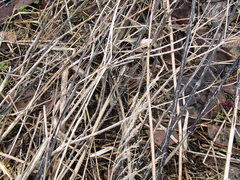 Aporhytisma urticae