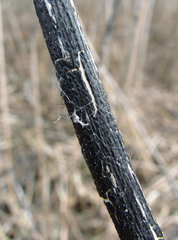 Aporhytisma urticae