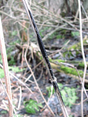 Aporhytisma urticae