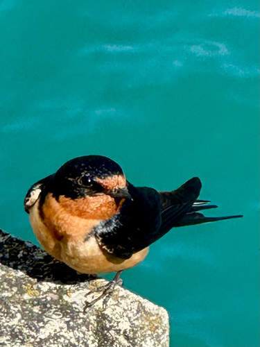 Barn Swallow