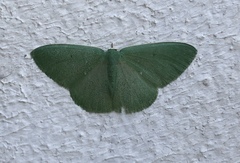 Prasinocyma panchlora