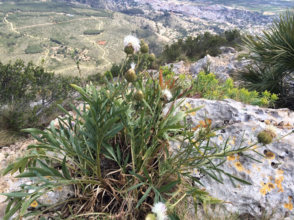 Carthamus dianius