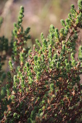 Cliffortia polygonifolia polygonifolia